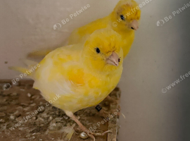 Yellow singing canary