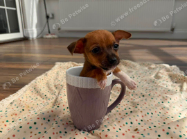 Jack Russell miniature Girl Puppy