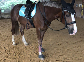 Welsh D liver chestnut mare for sale