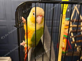 Gorgeous sun conure