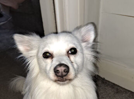 Japanese Spitz  x pomeranian