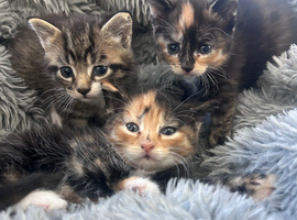 Kittens 1/2 Maine coon. 7 weeks & ready to go. #1 girl left