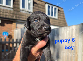 Lurcher Puppies