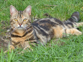 Cat and her 16 weke old kitten