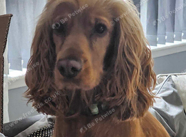 Show cocker spaniel