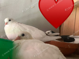 all white young tumbler bird