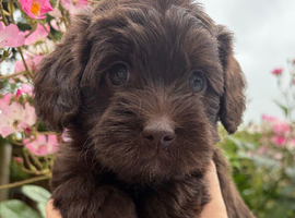 Miniature Australian Labradoodle Puppies