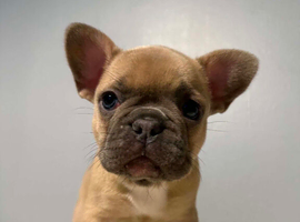 Adorable French bulldog puppies