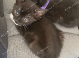 Kittens