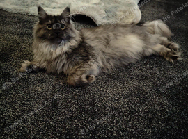 Silver Smoke Mainecoon