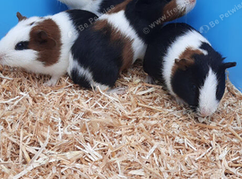 Guinea pigs