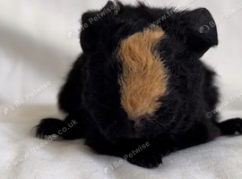 Boy guinea pigs