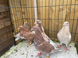 Nice chcicks Muleuman racing pigeons for sale in Birmingham