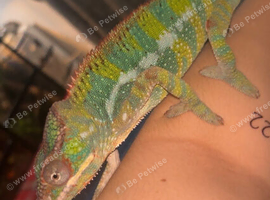 male panther chameleon