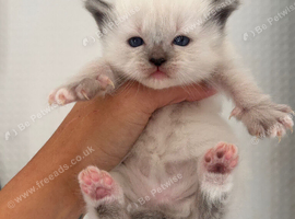 Ragdoll kittens