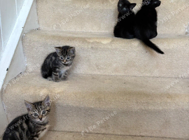 4 beautiful kittens left