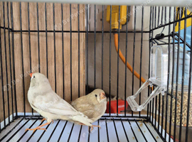 Pair of zebra finch for sale