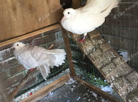 Fantail doves