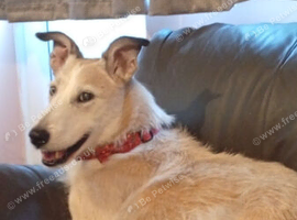 Loving home needed for lurcher