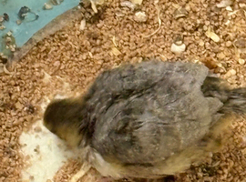 coturnix quail chicks 2 weeks old  lovely mix of colours