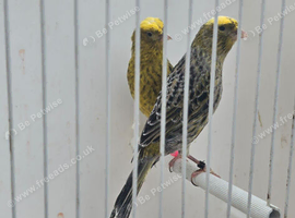 BEAUTIFUL PROVEN PAIR LIZARDS CANARIES