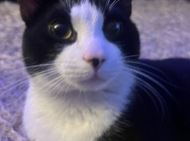New home for 3 yrs old cat