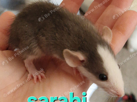 LARGE CAGE & 6 RATS AND ACCESSORIES