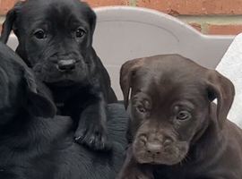 Cockerdor Puppies - family raised