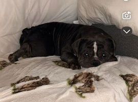 Freelance frenchie needs rehomed