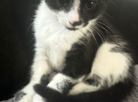 2 female kitten
