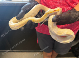 Corn snake