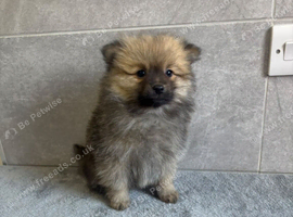 Beautiful teddy bear Pomeranian puppy'