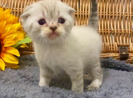 EXCEPTIONAL SCOTTISH/BSH KITTENS (READY 17TH JULY)
