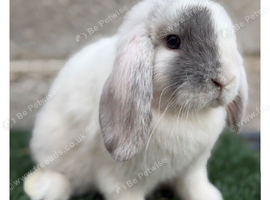 Pure breed mini lop