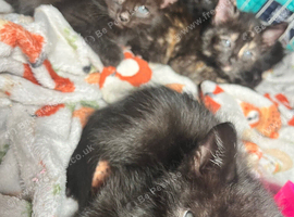 Kitten