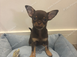 Ready now KC Chocolate Chihuahua