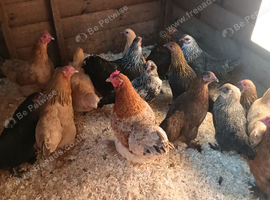 Pekin Bantams