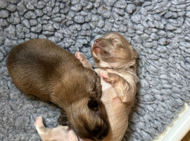 Stunning Pedigree Chihuahua Puppies