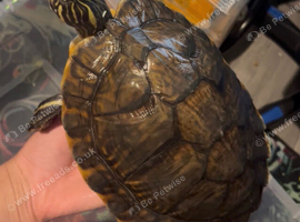 2yr turtles