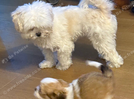 Beautiful Lhasa apso pups
