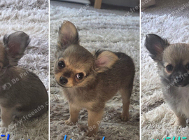 Longhaired Chihuahua *rare wolf sable*Pups