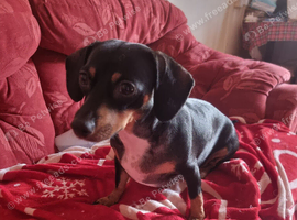 Dachshund x