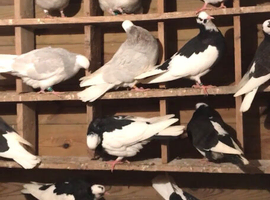 Birmingham roller pigeons