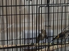 5x Baby goldfinch