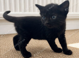 Sweet solid black female kitten &ndash; available to reserve