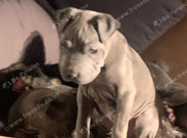Blue staffy x shar pei puppies