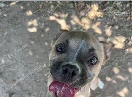 Staffy cross frenchie