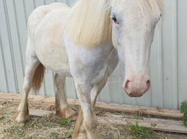 TGCA yearling filly grey cob