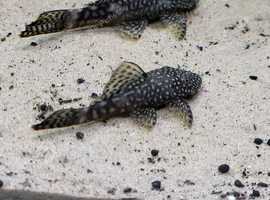 Bristlenose Pleco