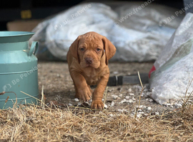 Crufts best in show/Elite Hungarian working lines